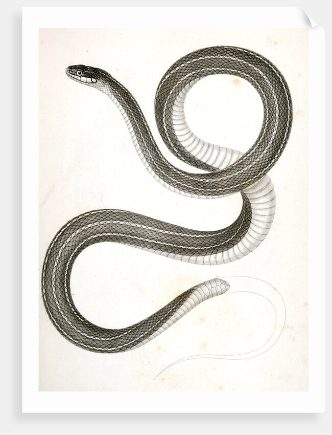 Eutania faireyi, Fairey's Garter Snake by George Suckley