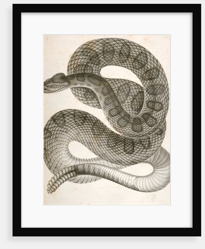 Crotalus confluentus, Prairie Rattle Snake by George Suckley