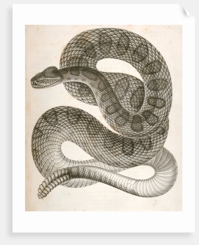 Crotalus confluentus, Prairie Rattle Snake by George Suckley