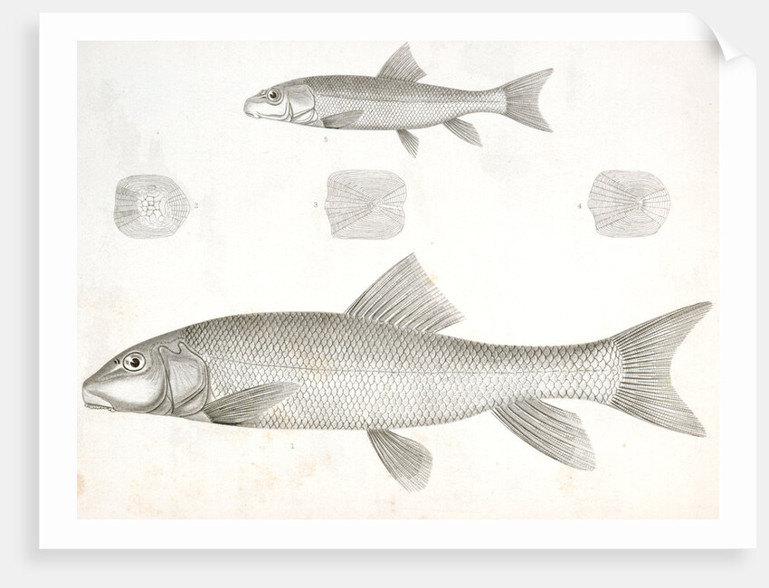 1-4. Catostomus sucklii, Nebraska Sucker; 5. Young of the same by George Suckley