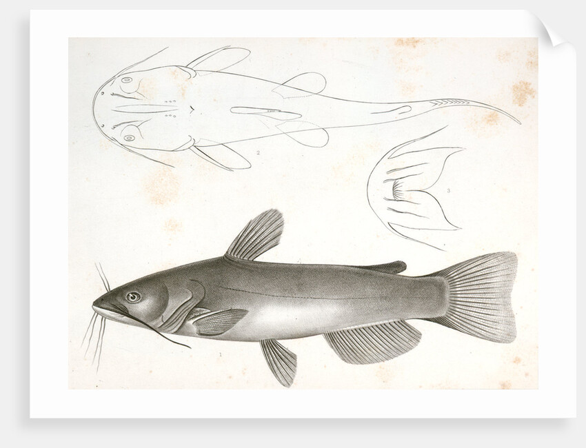 1-3. Pimelodus ailurus, Blunt-tailed Cat Fish by George Suckley