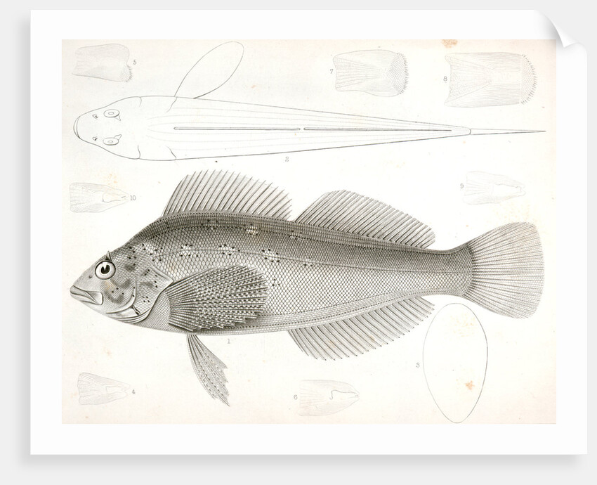 Chiropsis constellatus, Starry Chiropsis by George Suckley