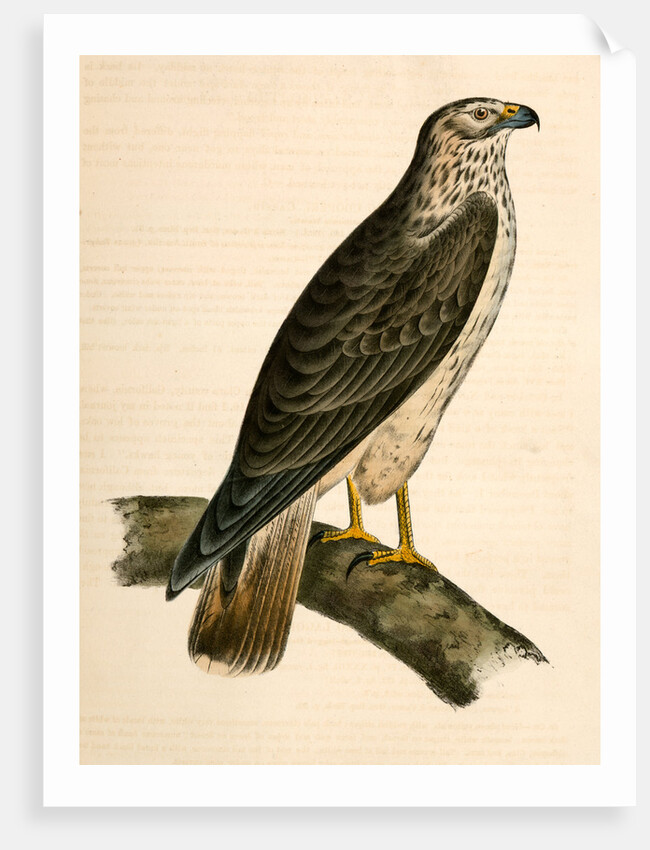 Buteo Cooperii, California Hawk by George Suckley