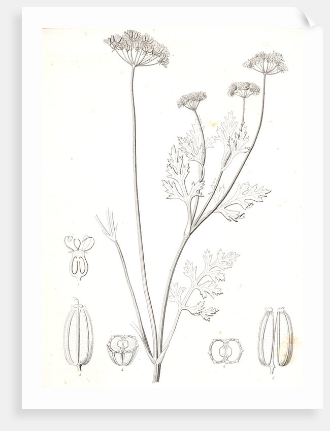 Untitled by George Suckley