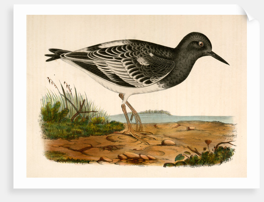 Strepsilas melanocephalus, Black-headed Turnstone by George Suckley