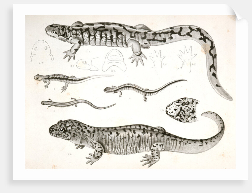 Untitled by George Suckley