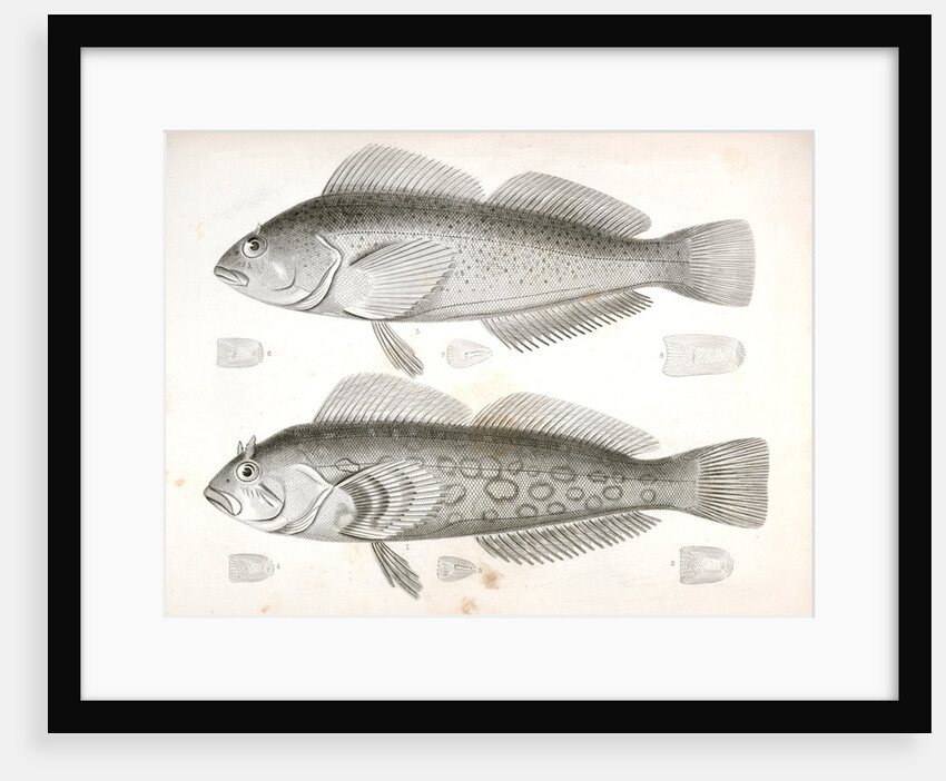 Chiropsisi pictus, Painted Chiropsis; 5-8. Chiropsis guttatus, Speckled Chiropsis by George Suckley