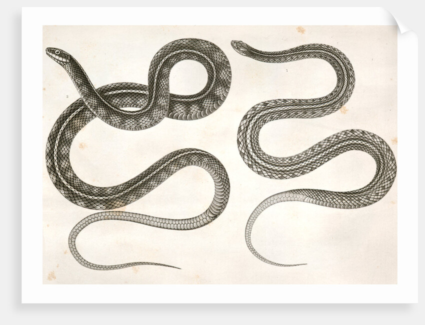 1. Eutania cooperi, Red Striped Garter Snake; 2. Eutania concinna, One Striped Garter Snake by George Suckley