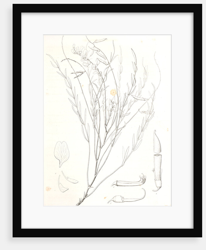 Untitled by George Suckley