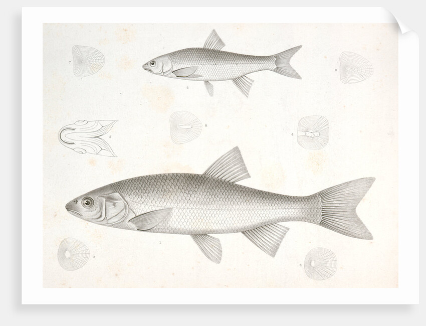 1-5. Cheonda cooperi, Vancouver Chub; 6-9. Cyprinoid (undetermined) by George Suckley