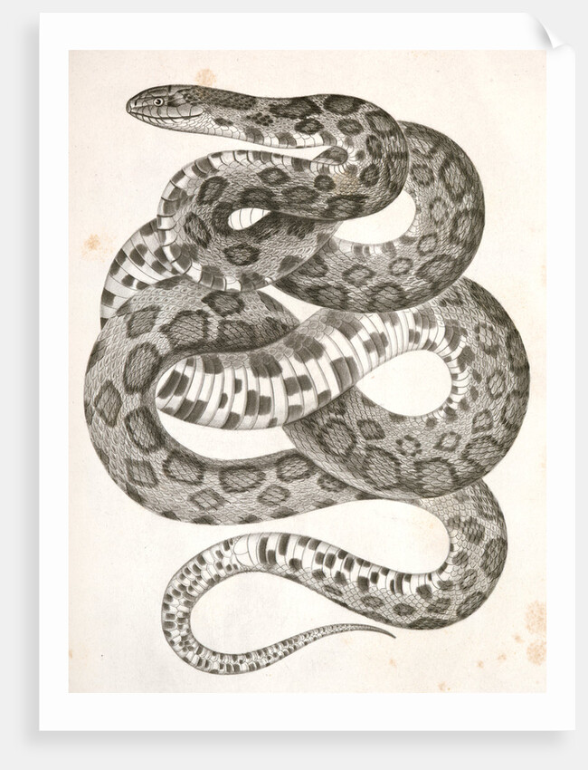 Scotophis vulpinus, Fox Snake by George Suckley