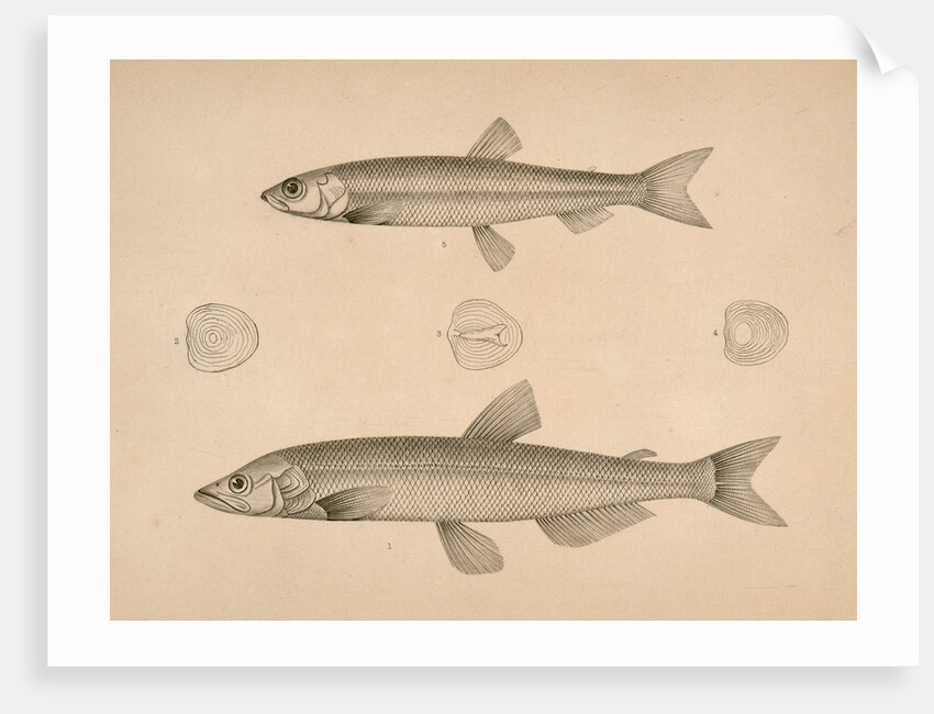 Fish by George Suckley