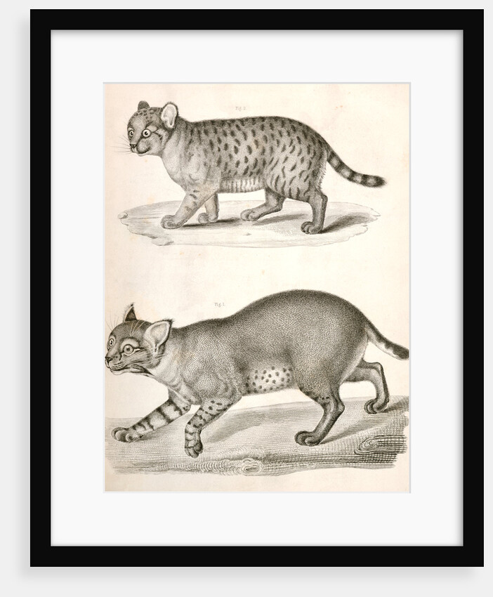 1. Red Cat; 2. American Panther by George Suckley