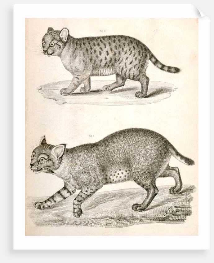 1. Red Cat; 2. American Panther by George Suckley