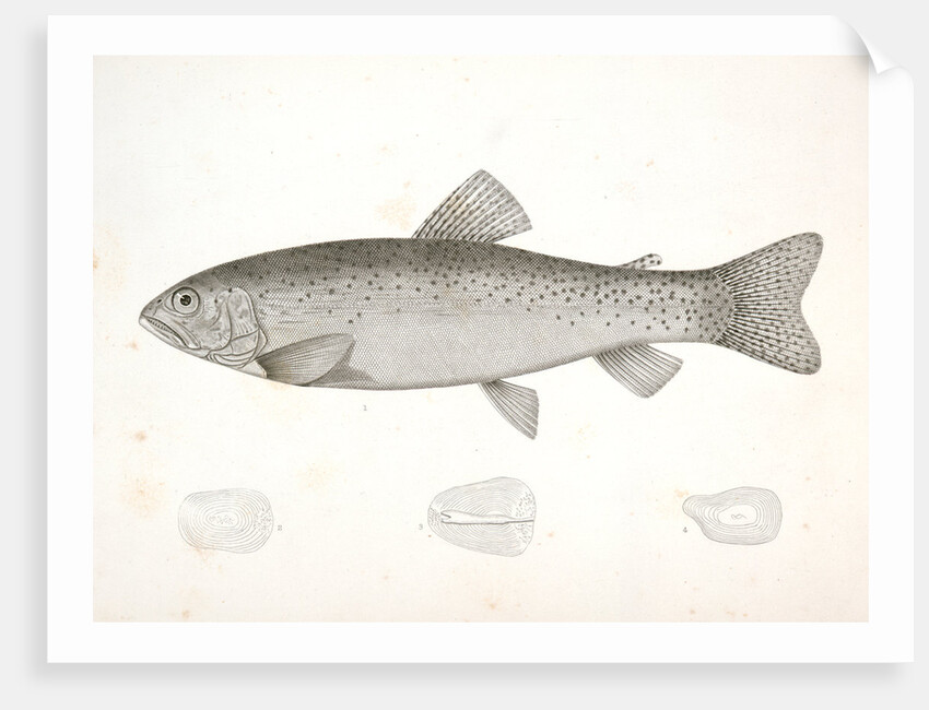 1-4. Salar lewisii, Lewis' Missouri Trout by George Suckley