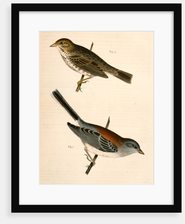 1. Junco dorsalis, New Mexican Snow Bird; 2. Passerculus sandwichensis by George Suckley