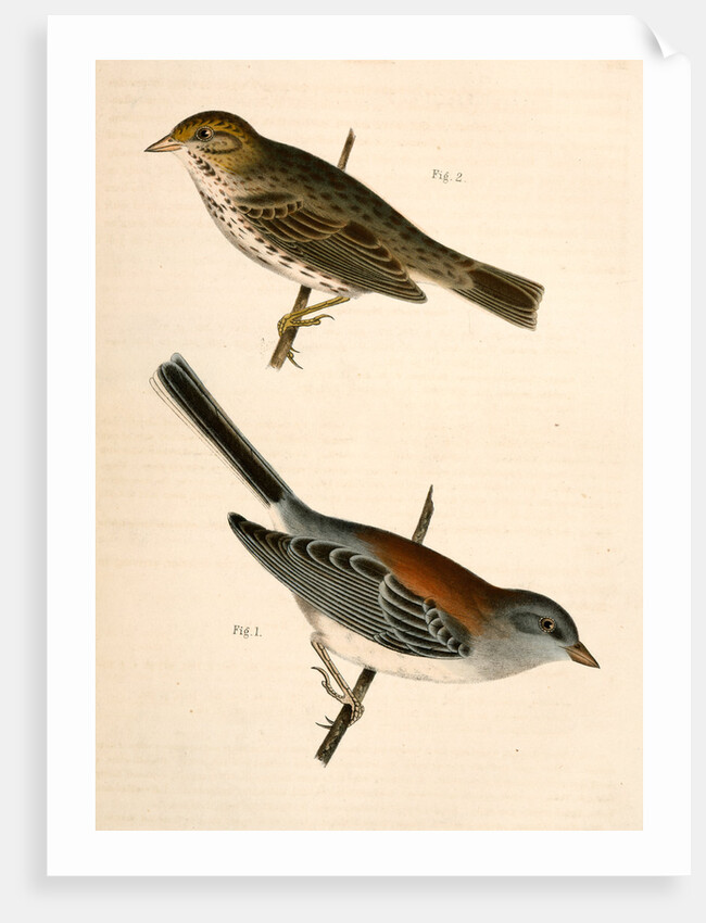 1. Junco dorsalis, New Mexican Snow Bird; 2. Passerculus sandwichensis by George Suckley