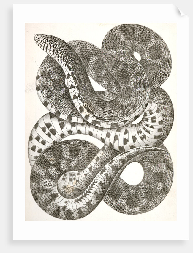 Pituophis sayi, Prairie Bull Snake by George Suckley