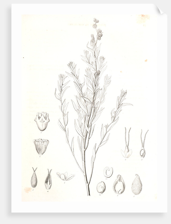 Untitled by George Suckley