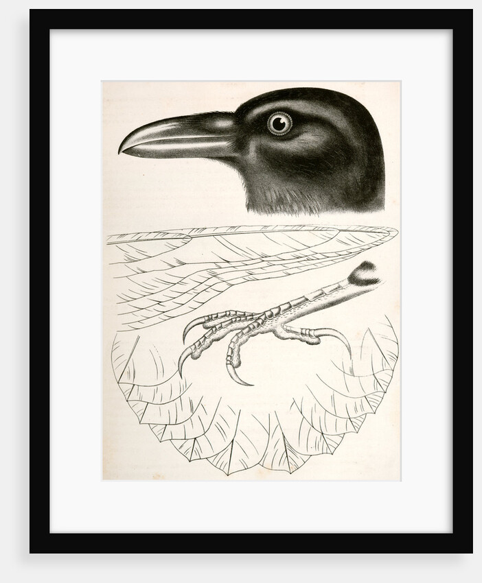 Corvus carnivorus, Northern Raven by George Suckley