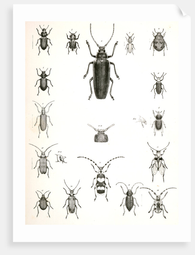 Untitled by George Suckley