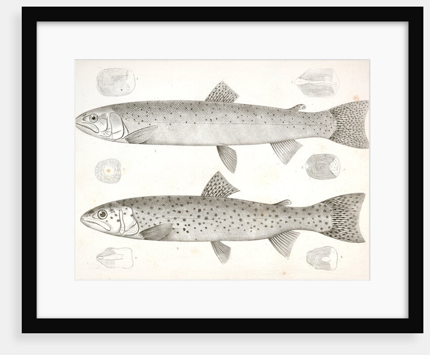 1-4. Salmo gibbsii, Gibbs' Salmon Trout; 5-8. Salmo stellatus, Star-spotted Brook Trout by George Suckley