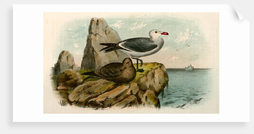 The White-headed Gull, Larus heermanni by George Suckley