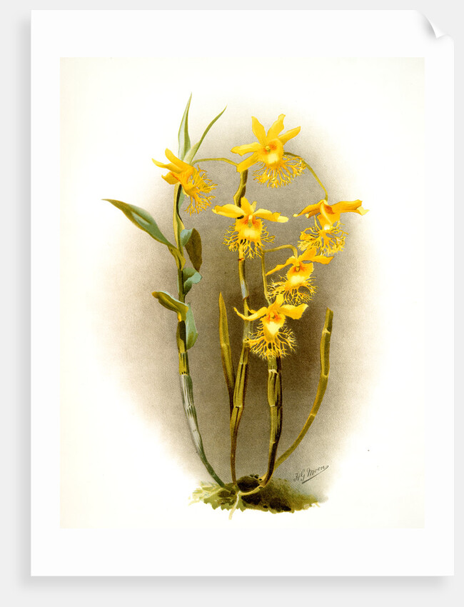 Dendrobium brymerianum by F. Sander