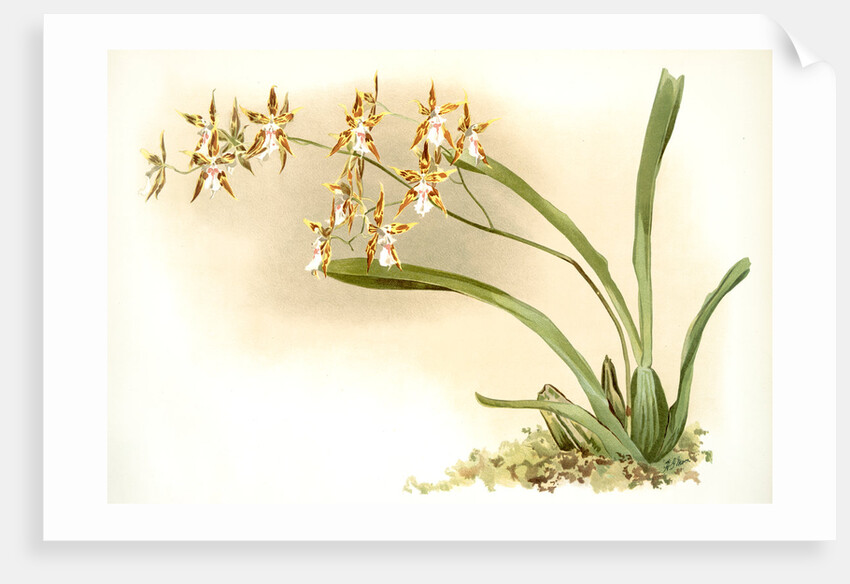 Odontoglossum sanderianum by F. Sander