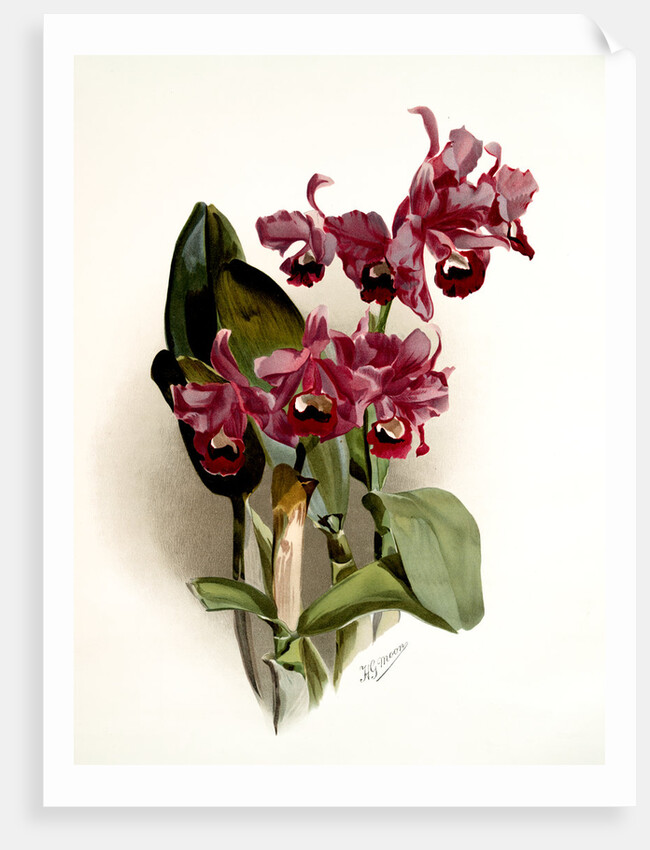 Cattleya Bowringiana by F. Sander