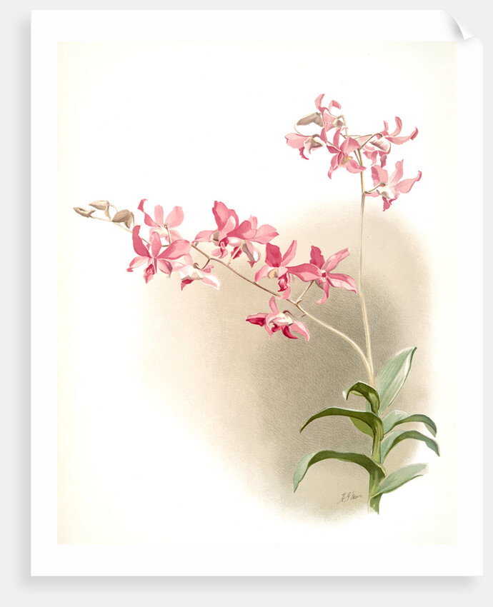 Dendrobium superbum by F. Sander