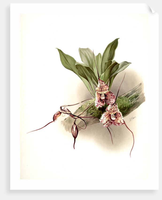 Masdevallia backhousiana by F. Sander