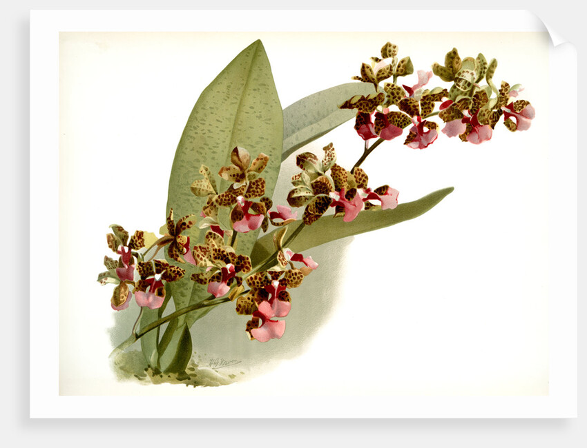 Oncidium lanceanum by F. Sander