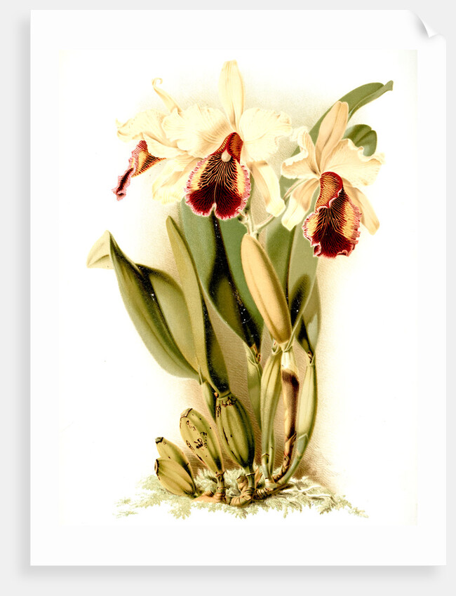 Cattleya dowiana aurea by F. Sander