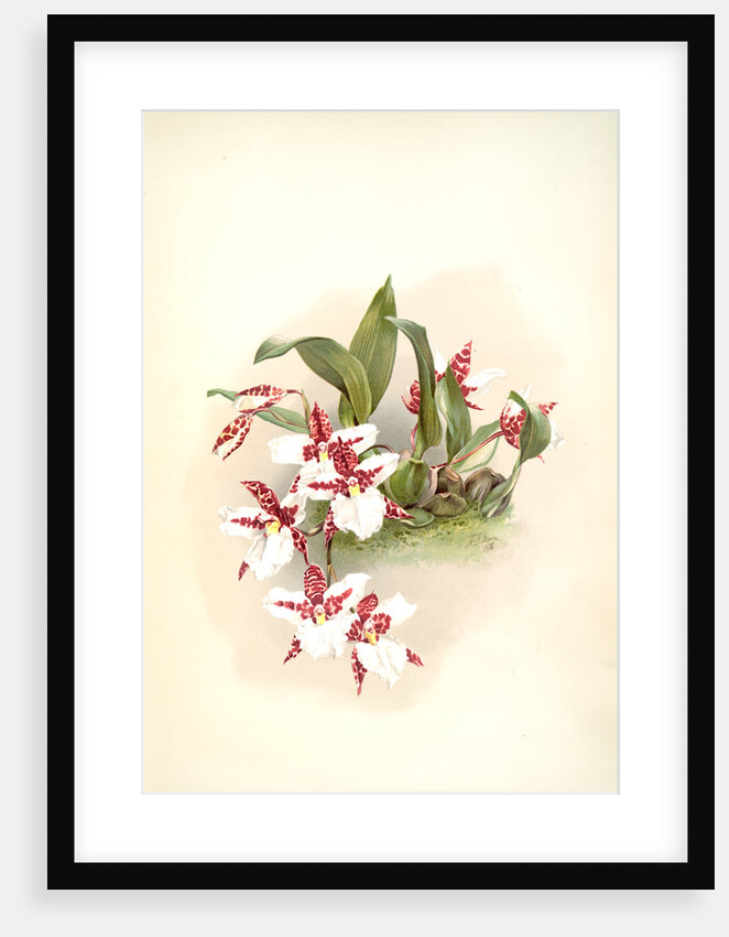 Odontoglossum rossii by F. Sander