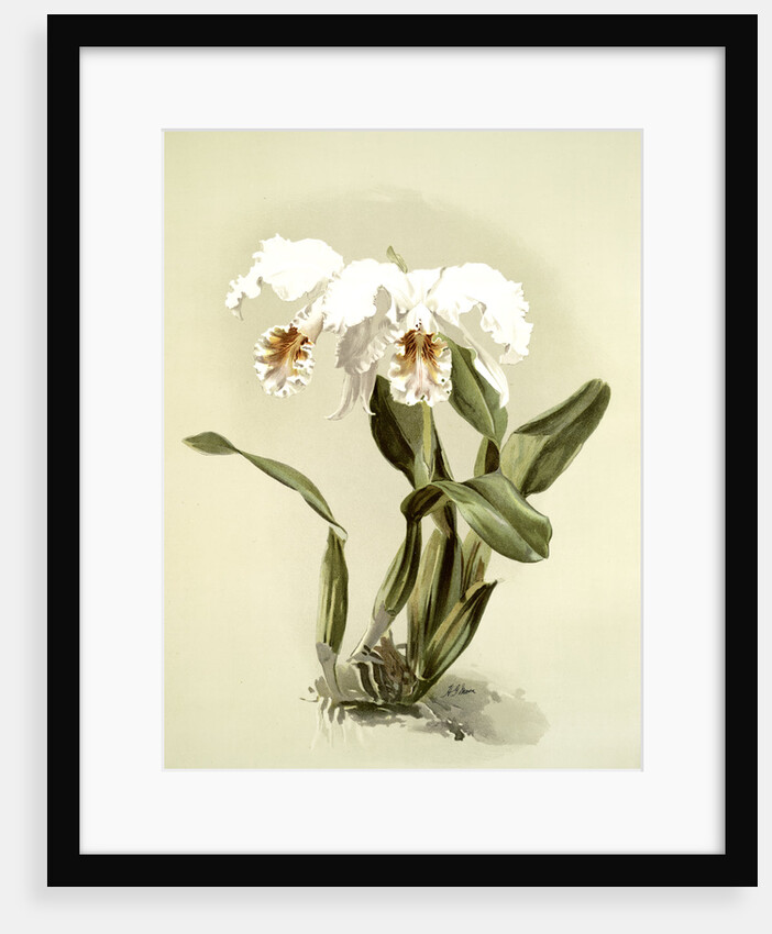 Cattleya mossiae var reineckiana by F. Sander