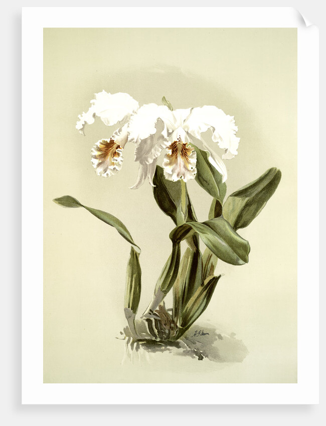 Cattleya mossiae var reineckiana by F. Sander