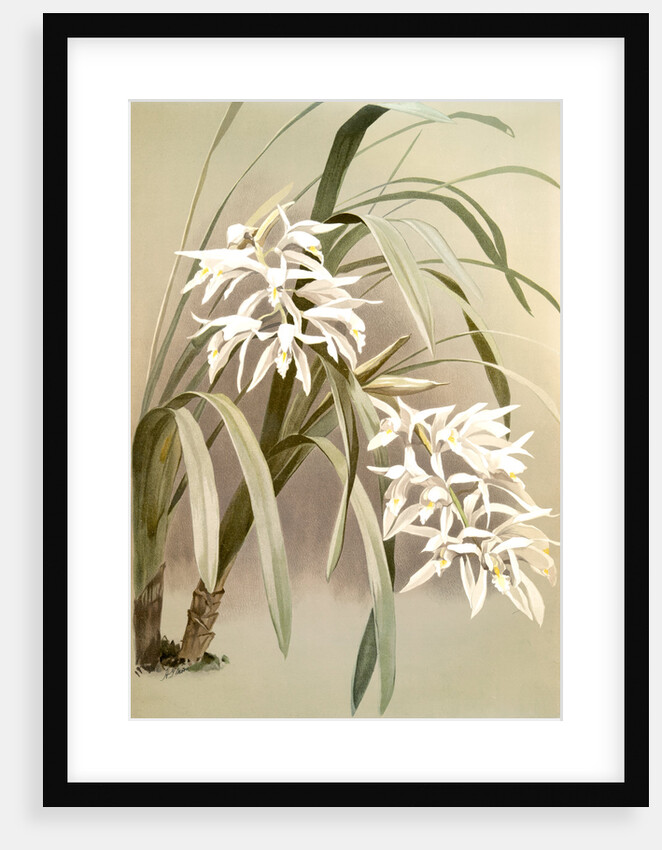 Cymbidium mastersi by F. Sander