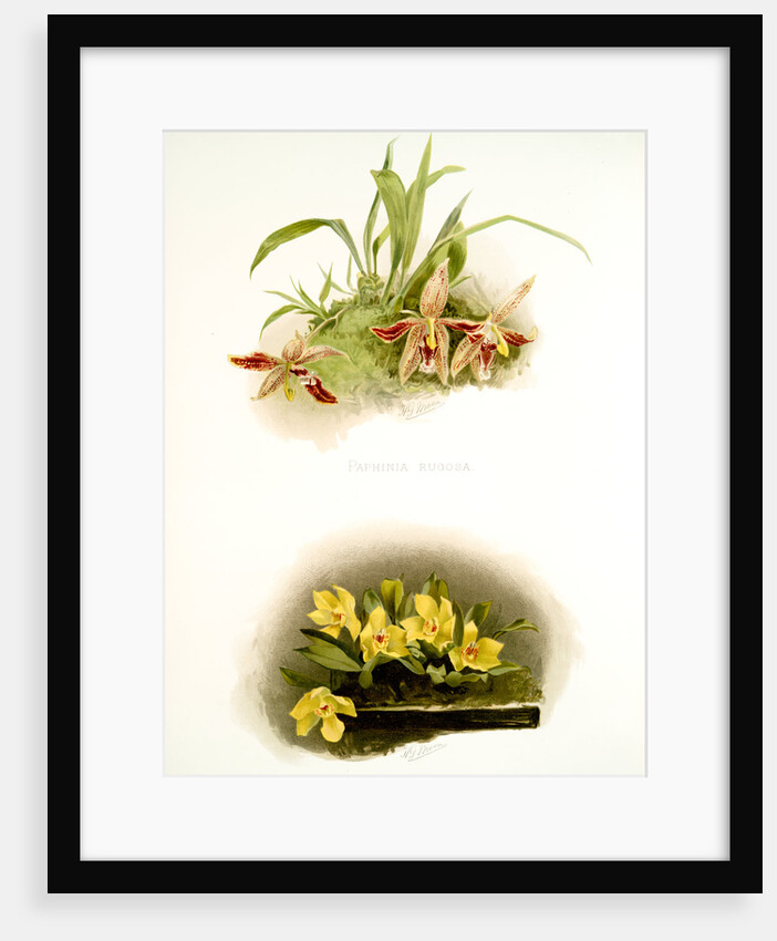 Paphinia rugosa; Zygopetalum xanthinum by F. Sander