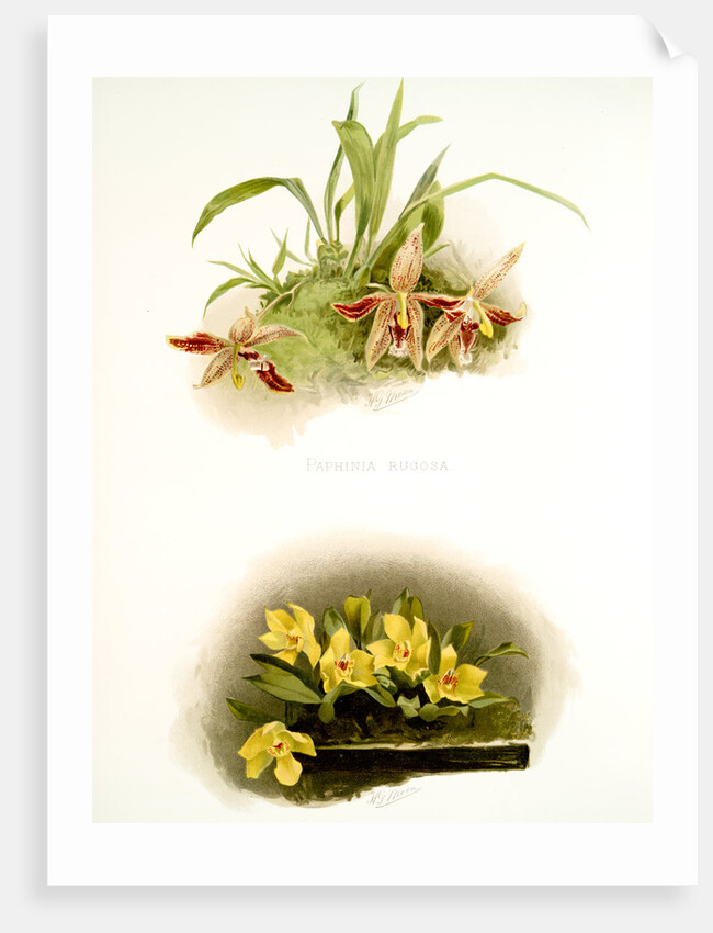 Paphinia rugosa; Zygopetalum xanthinum by F. Sander