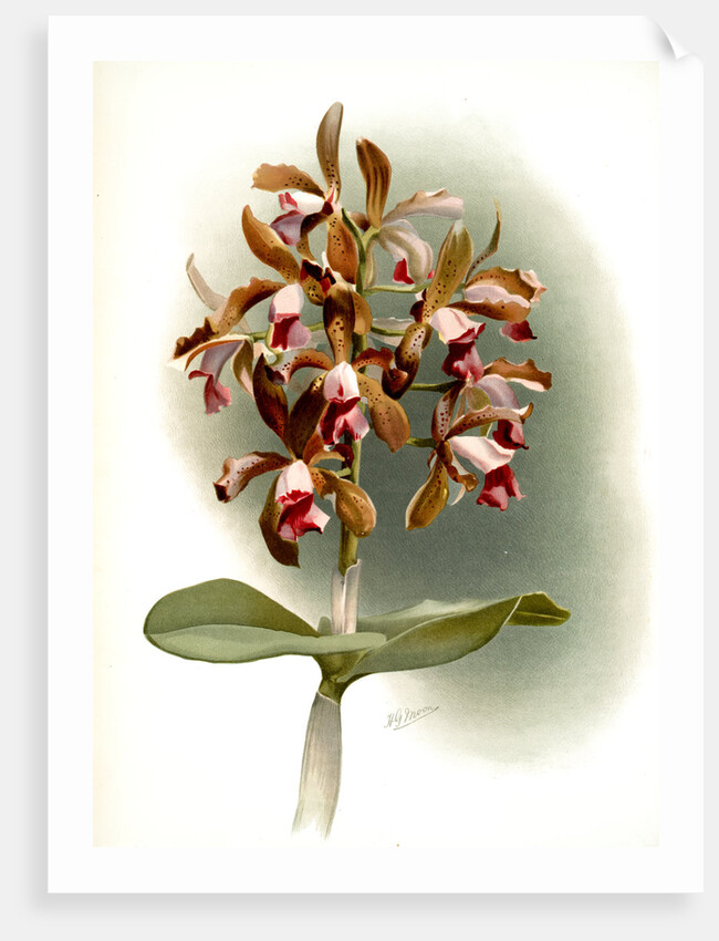 Cattleya guttata leopoldi by F. Sander