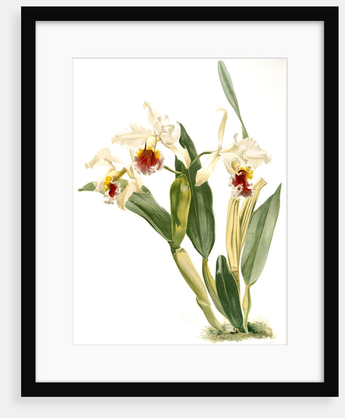 Cattleya rex by F. Sander