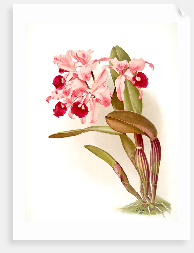 Cattleya lawrenceana by F. Sander