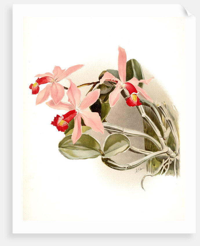 Cattleya superba splendens by F. Sander