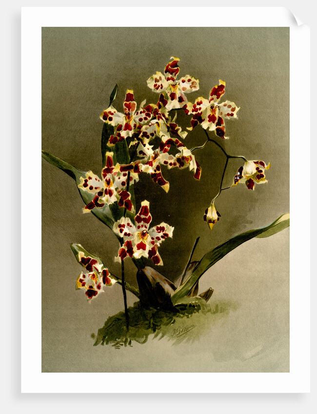 Odontoglossum wilckeanum var rothschildianum by F. Sander