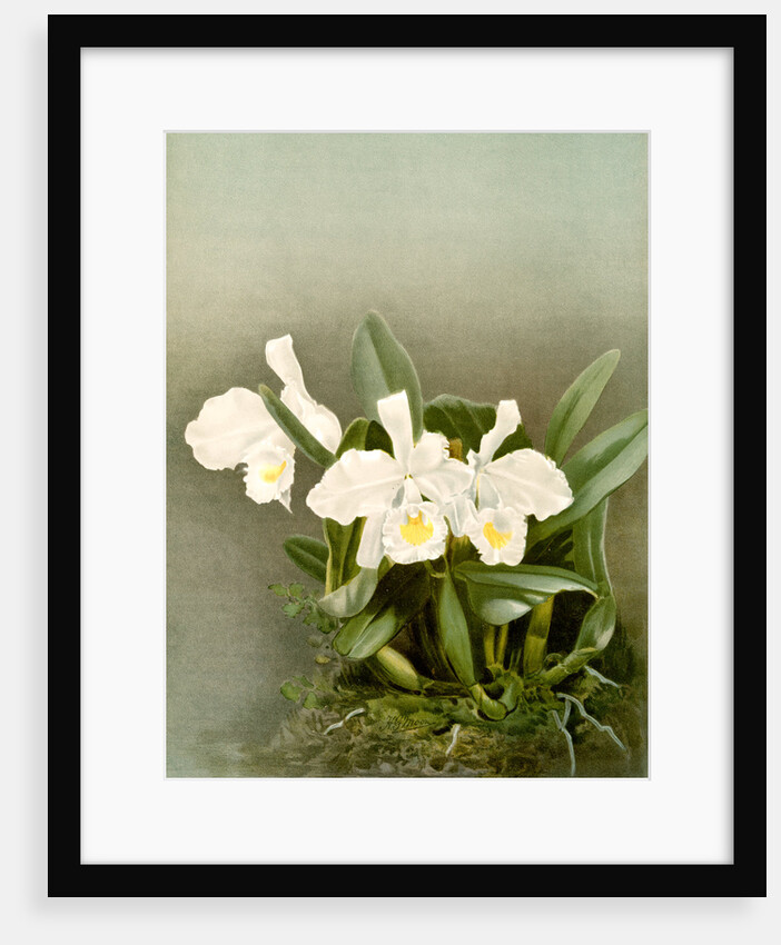 Cattleya trianae alba by F. Sander