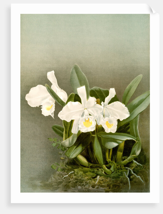 Cattleya trianae alba by F. Sander