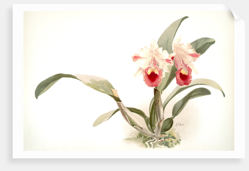 Cattleya labiata trianaei by F. Sander