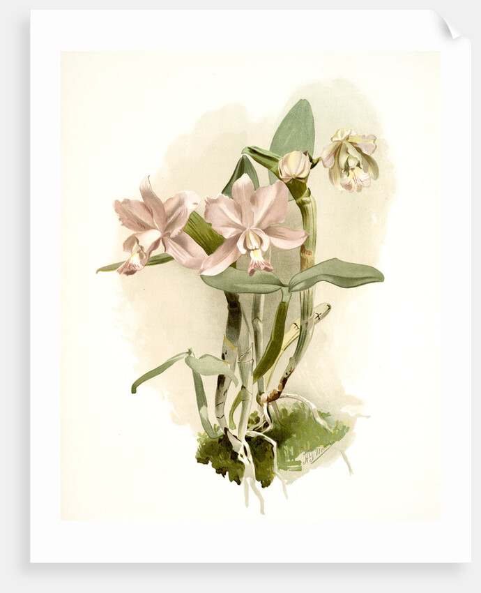 Cattleya o'brieniana by F. Sander