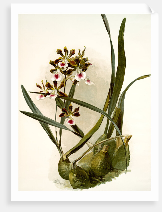 Epidendrum atro-purpureum var randianum by F. Sander